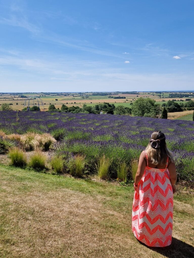 Yorkshire Lavender Field, England, UK