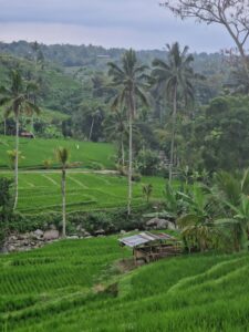 Rice Terraces, Indonesia