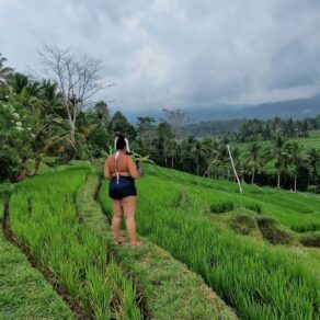 Rice Field, Bali
