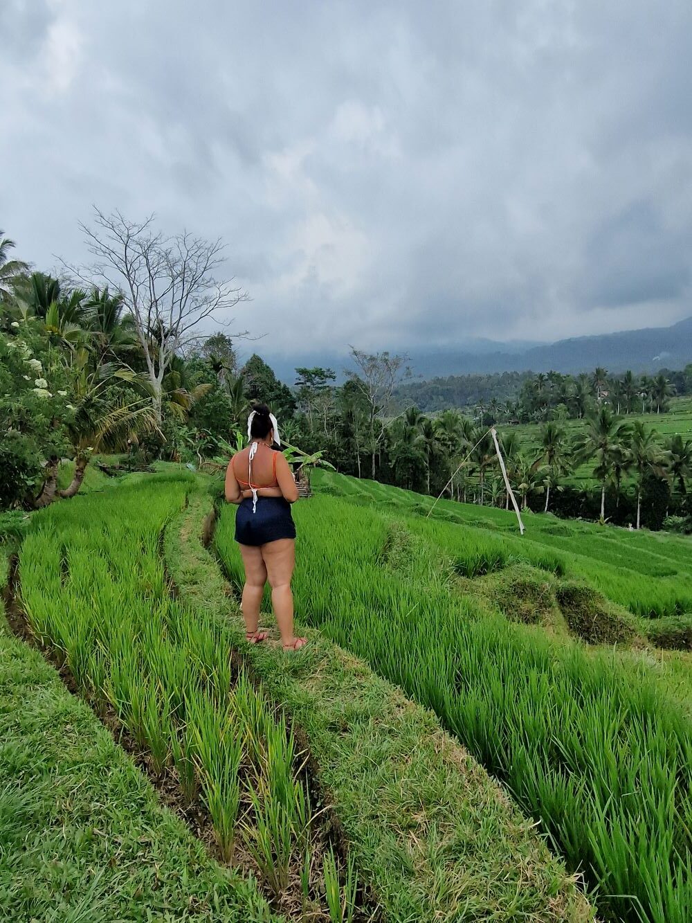 Rice Field, Bali