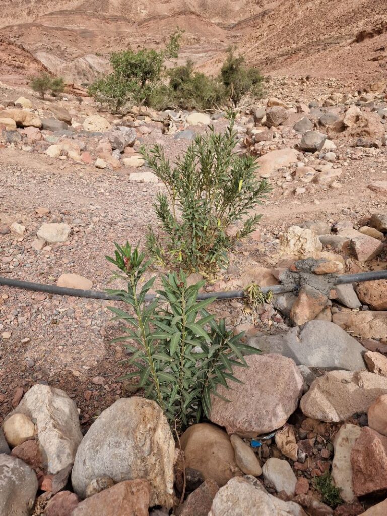 Plant Hike, Jordan