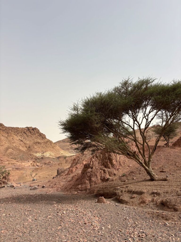 Plant Hike, Jordan
