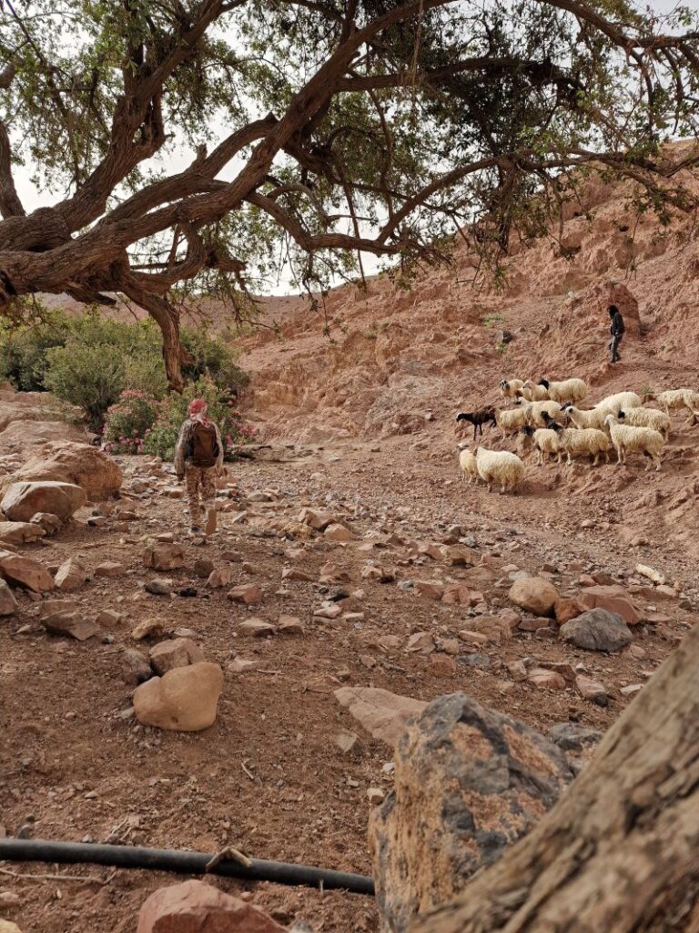 Bedouin Shepard, Feynan, Jordan