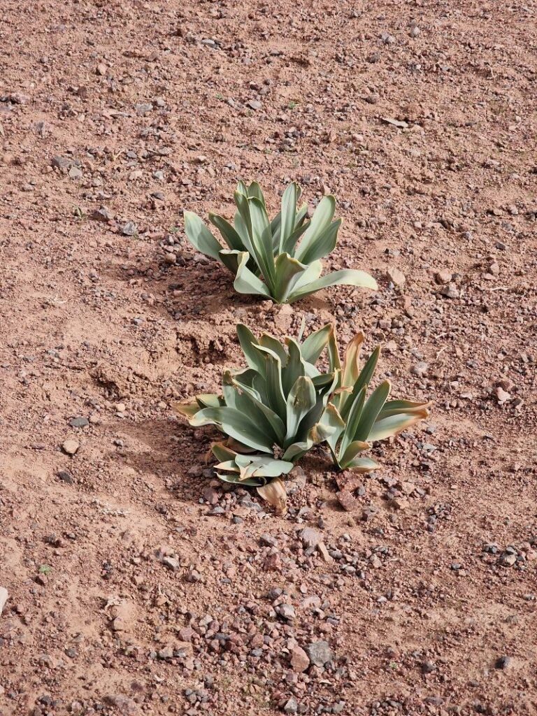 Donkey Ear Plant, Plant Hike Jordan
